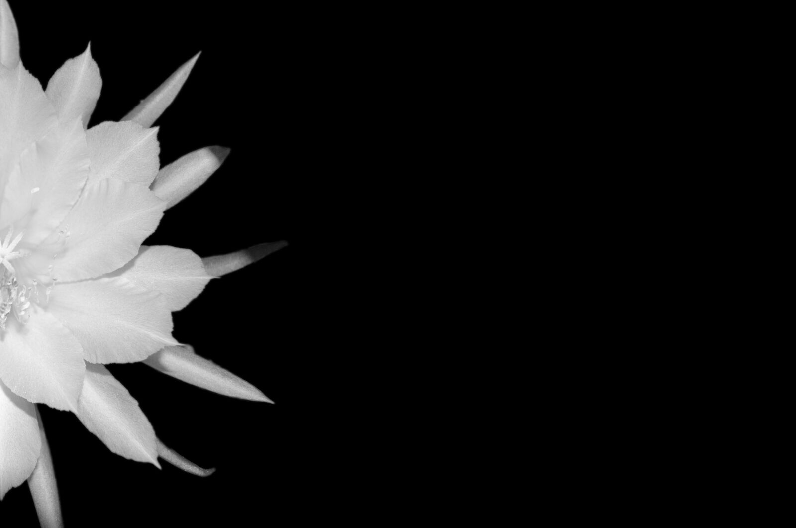 Nikon D5100 sample photo. Epiphyllum, blossom, bloom photography