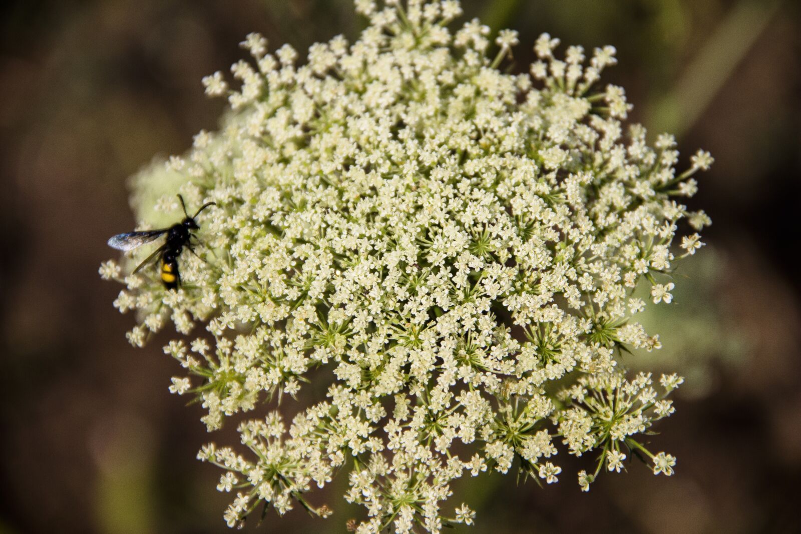 Canon EOS 650D (EOS Rebel T4i / EOS Kiss X6i) sample photo. Plant, flowers, nature photography