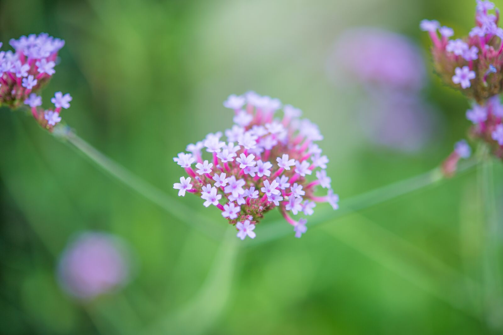 Nikon D600 sample photo. Purple, flower, green photography