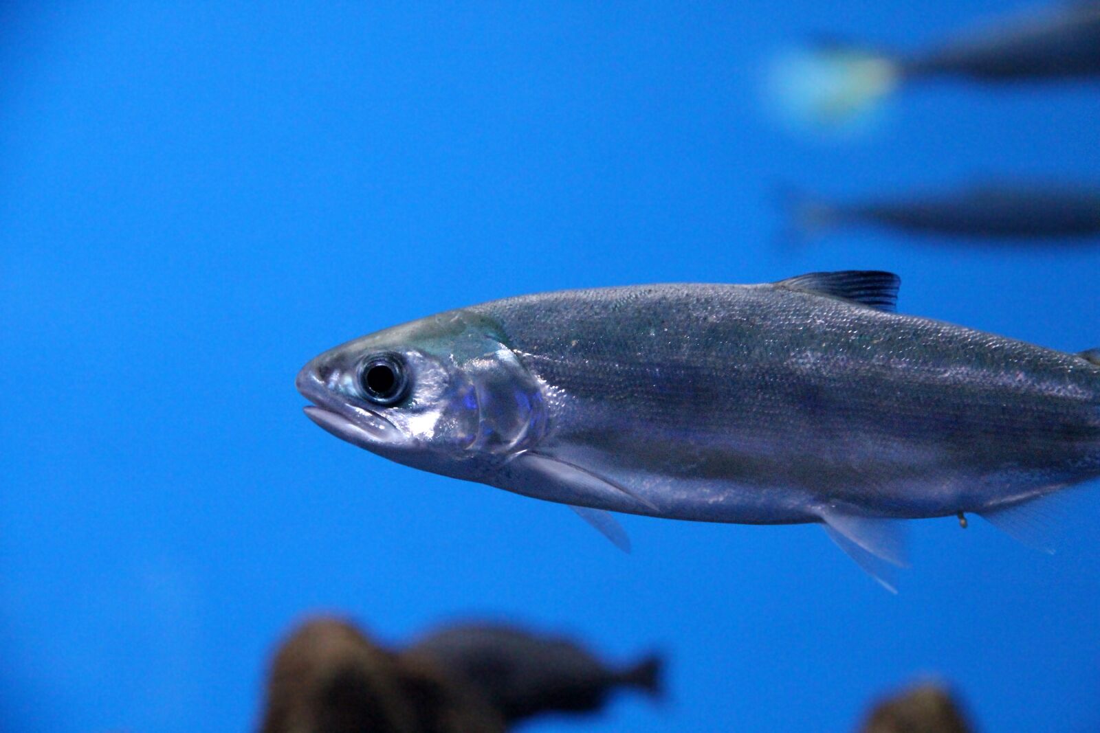 Canon EOS 650D (EOS Rebel T4i / EOS Kiss X6i) sample photo. Salmon, fish, serebryanka photography