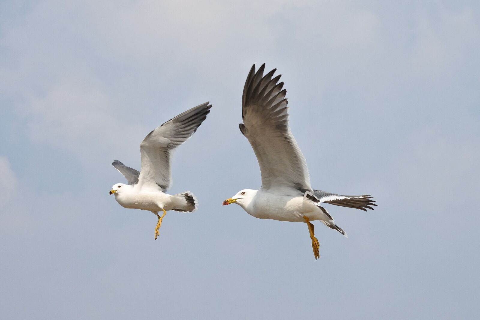 Nikon 1 Nikkor VR 30-110mm F3.8-5.6 sample photo. Animal, sky, sea gull photography