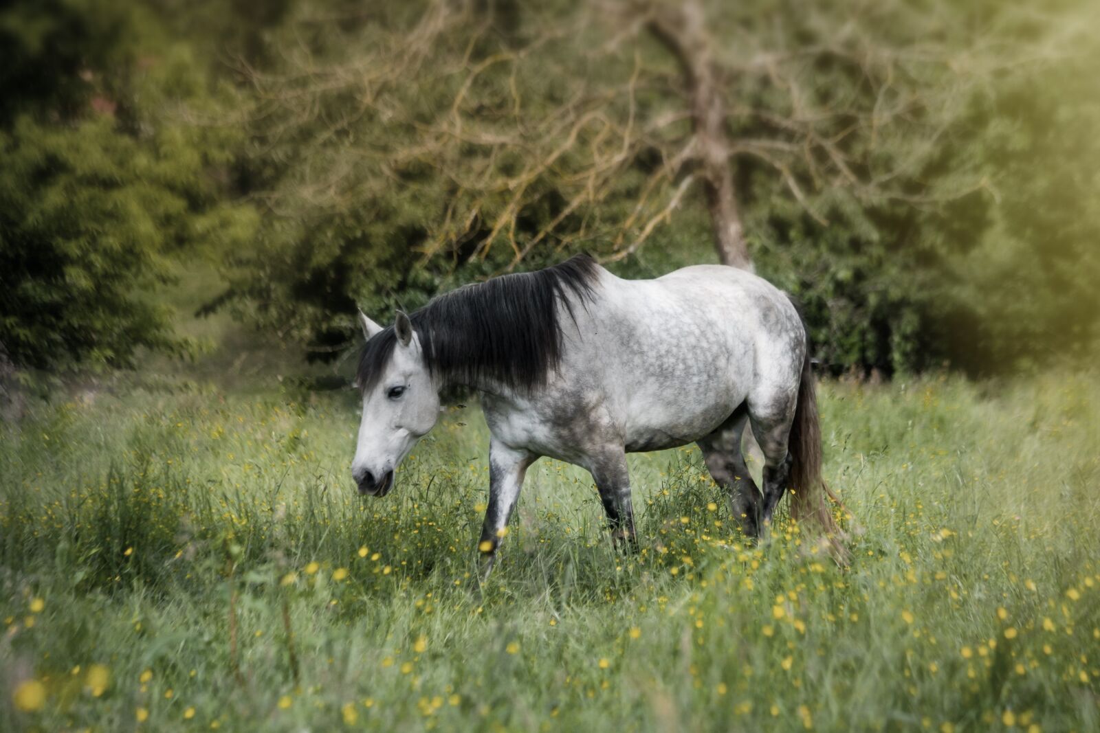 Canon EOS-1Ds Mark II sample photo. Horse, animal, landscape photography