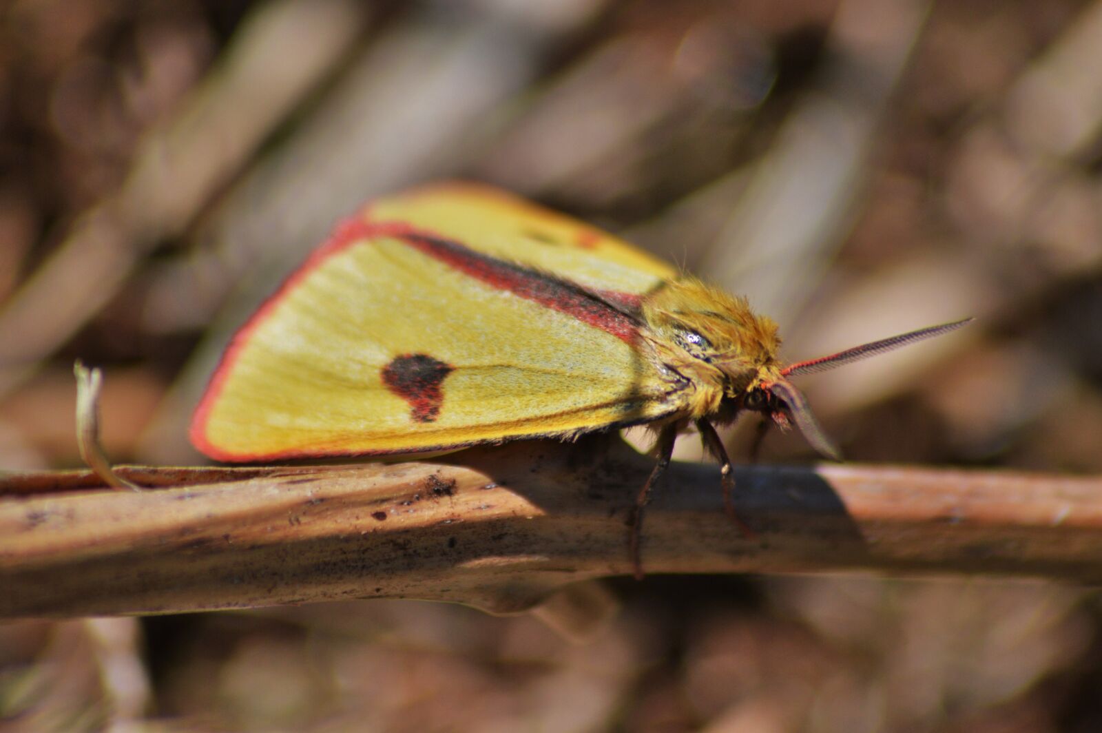 Nikon D3200 sample photo. Clouded border, moth, nature photography