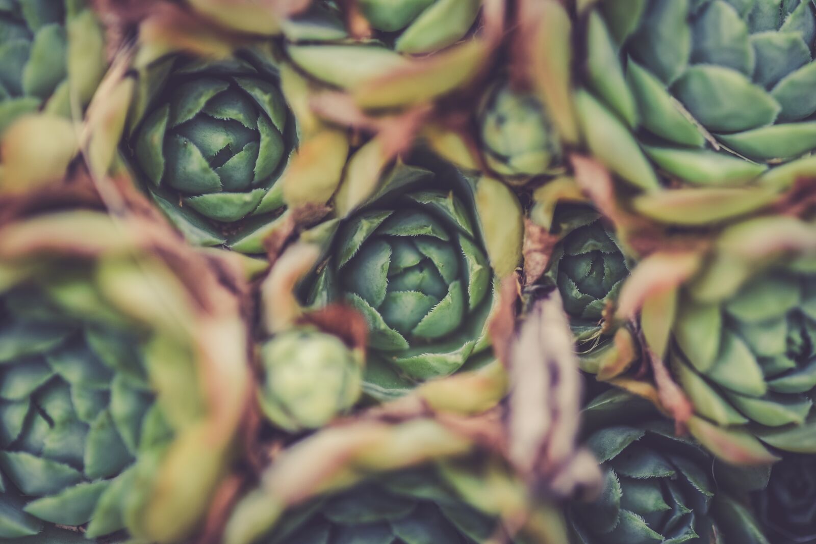 Nikon D750 sample photo. Artichoke, blur, close-up photography