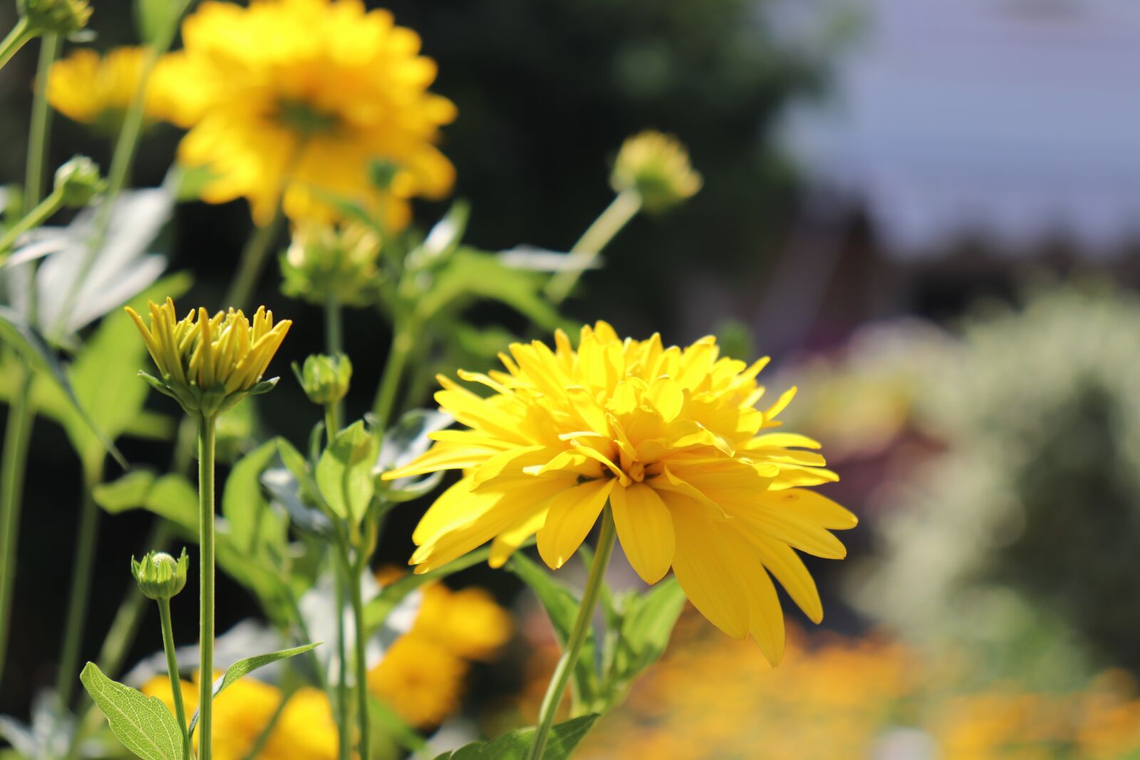 Canon EOS 200D (EOS Rebel SL2 / EOS Kiss X9) sample photo. Flowers, yellow, summer photography