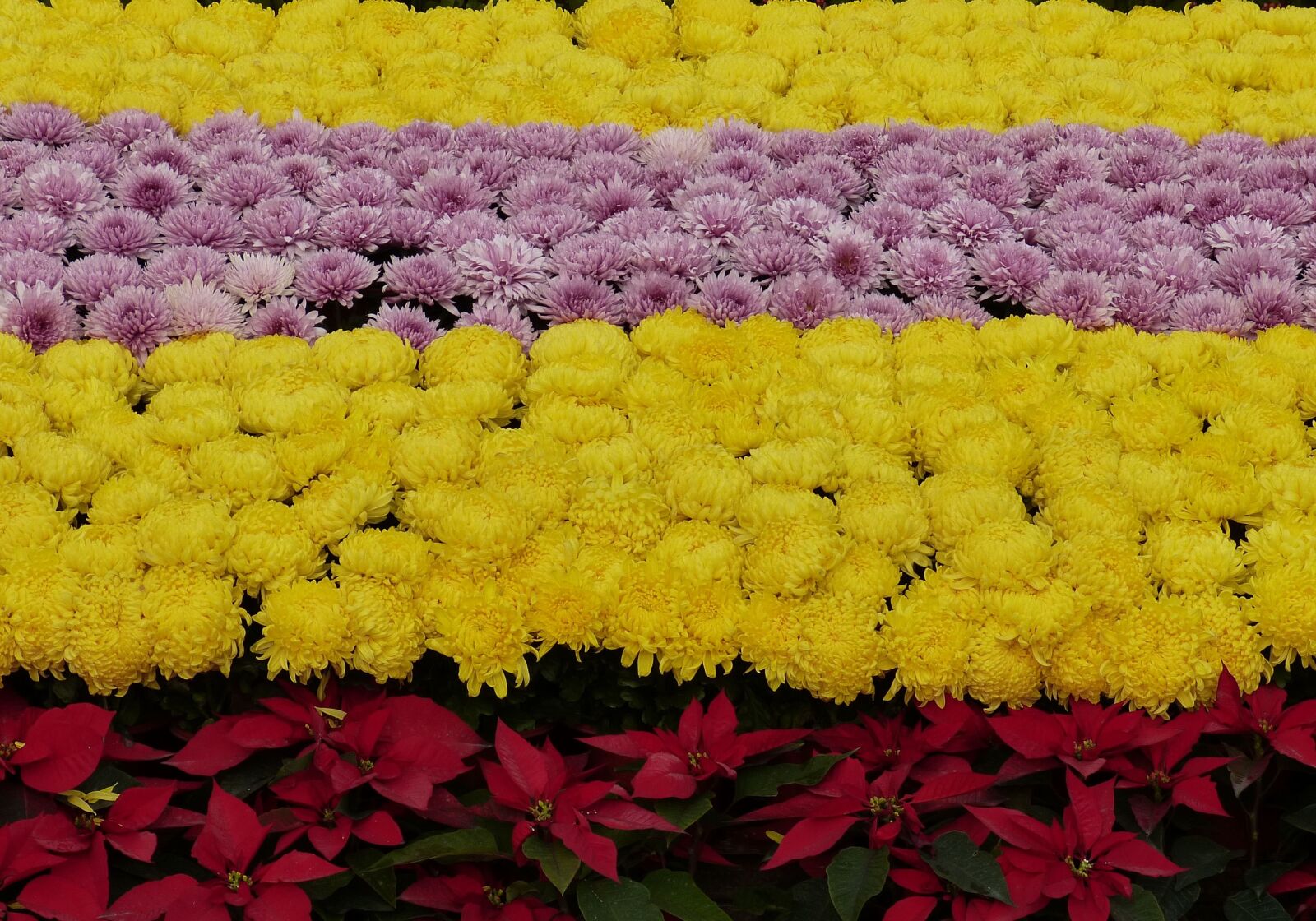 Panasonic Lumix DMC-FZ150 sample photo. Flowers, plant, deco photography