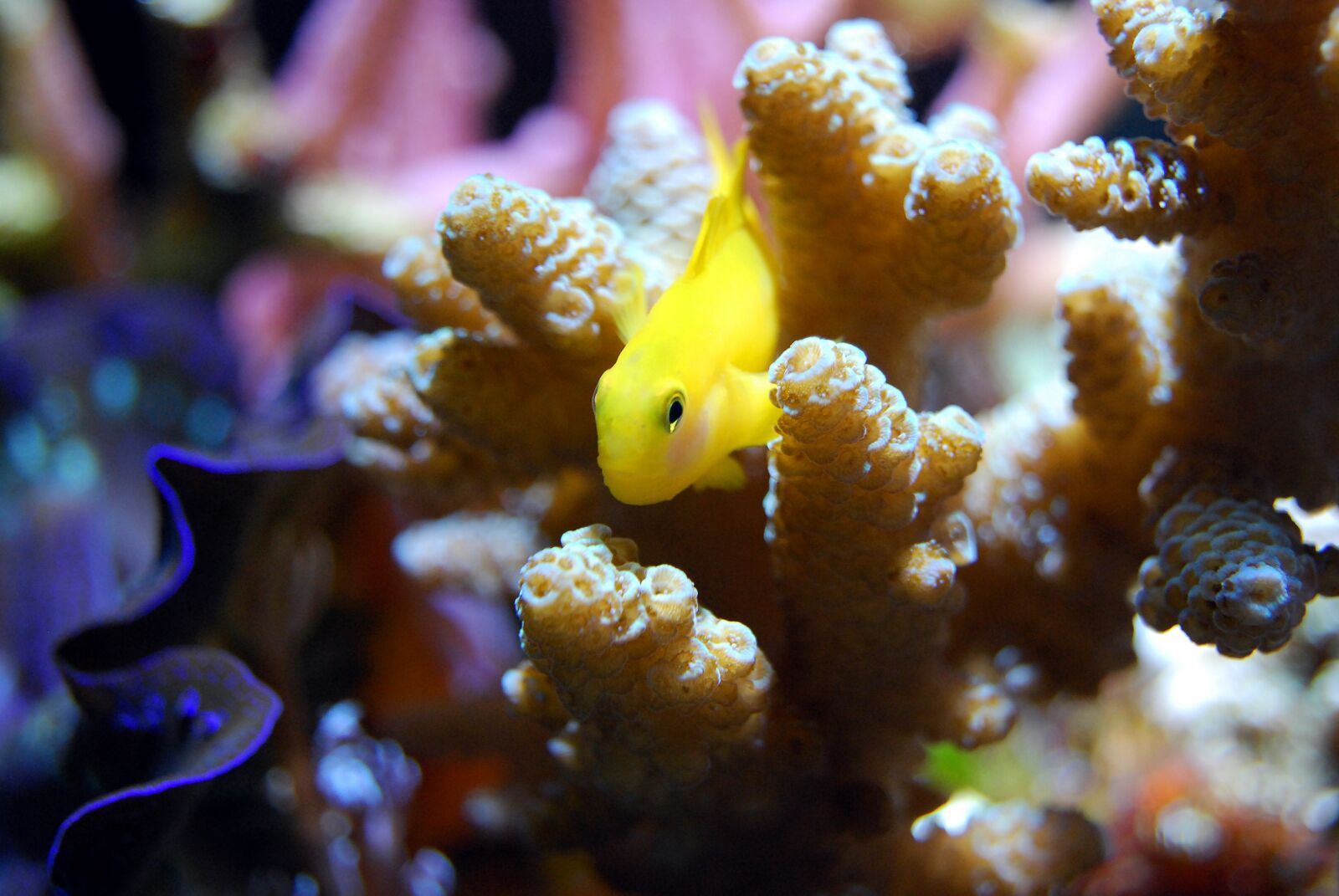 Nikon D40X sample photo. Fish, reef, coral photography