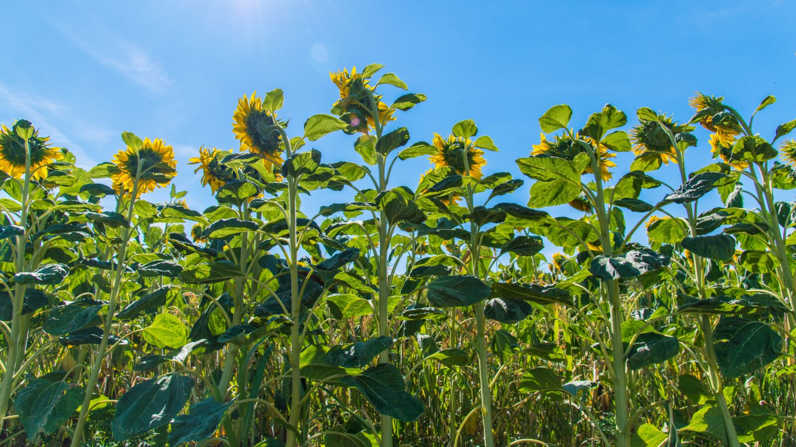 Nikon D850 sample photo. Sunflower, nature, field photography