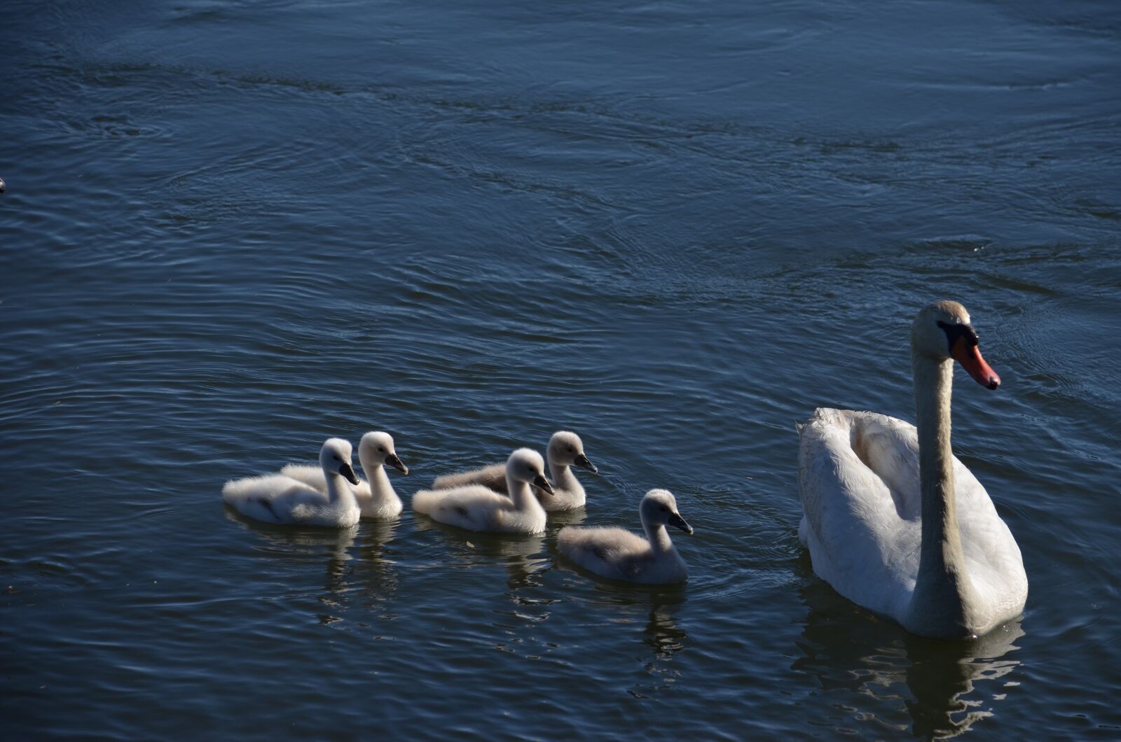 Nikon D5100 sample photo. Swans, galicia, marsh photography