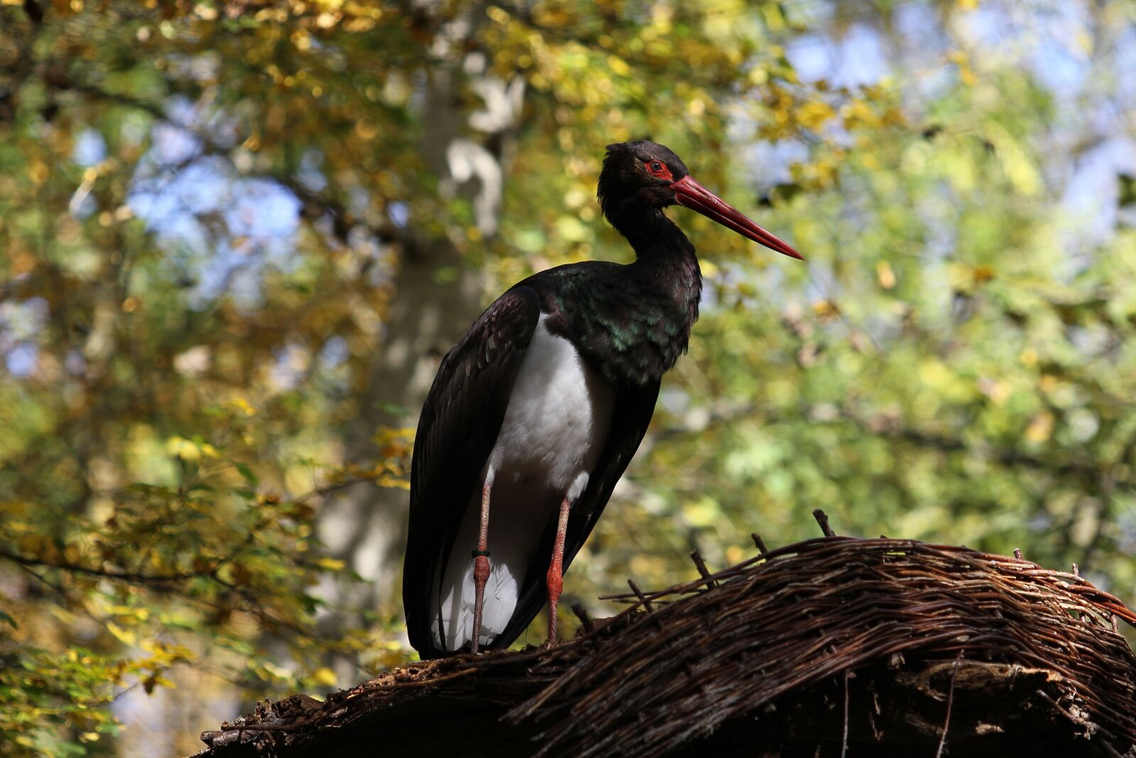 Canon EOS 7D sample photo. Black stork, bird, stork photography