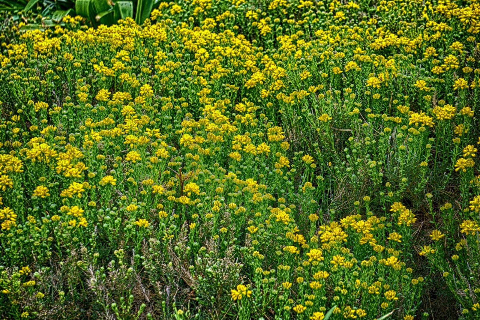 Sony E 55-210mm F4.5-6.3 OSS sample photo. Flowers, flora, flowering photography