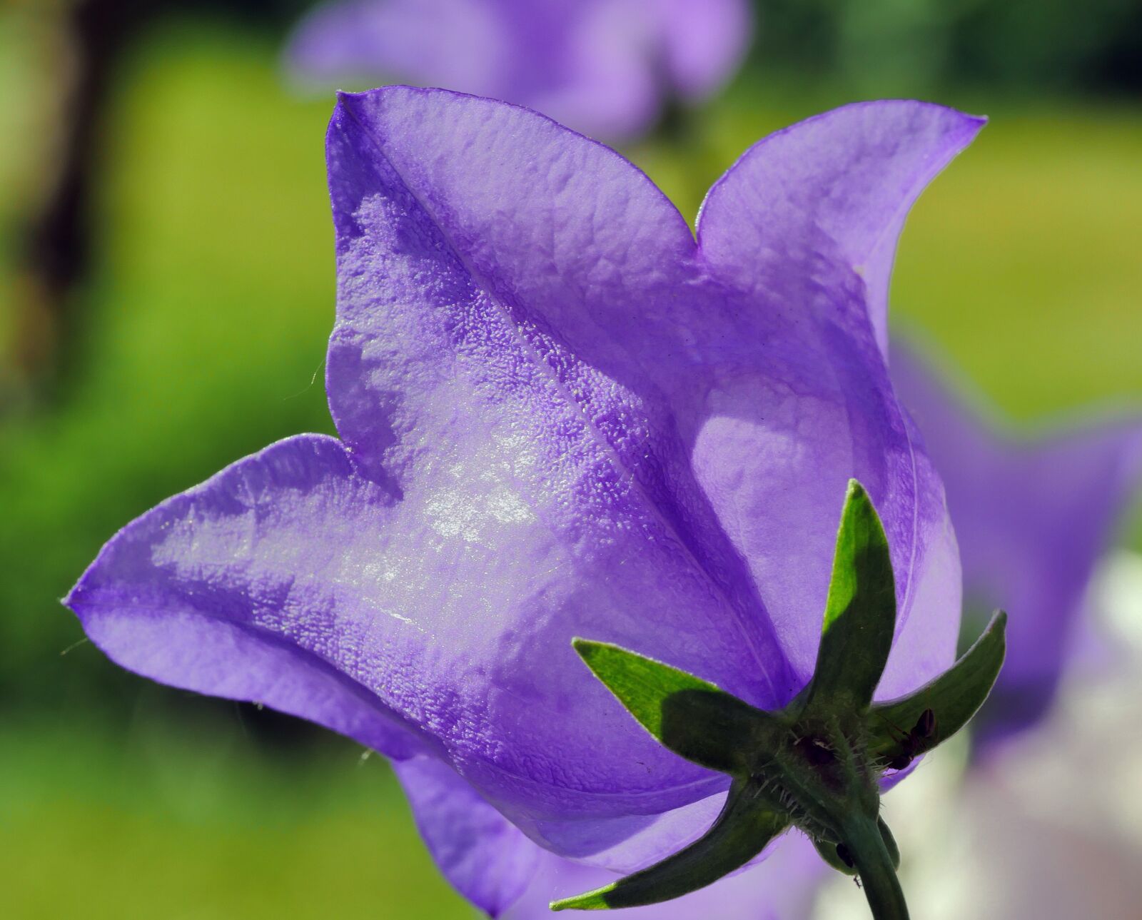 Panasonic Lumix DMC-GX8 sample photo. Bellflower, cup, petals photography