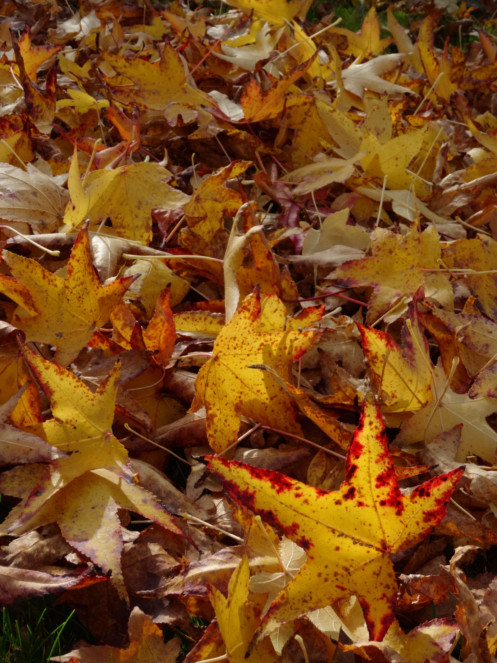Sony DSC-HX50 sample photo. Fall foliage, leaves, yellow photography