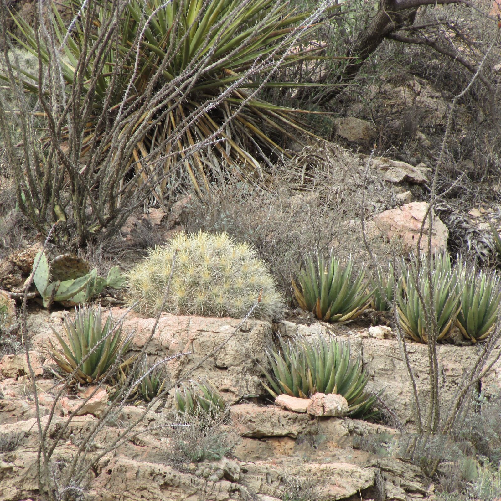 Canon PowerShot SX500 IS sample photo. Succulents, desert, plants photography