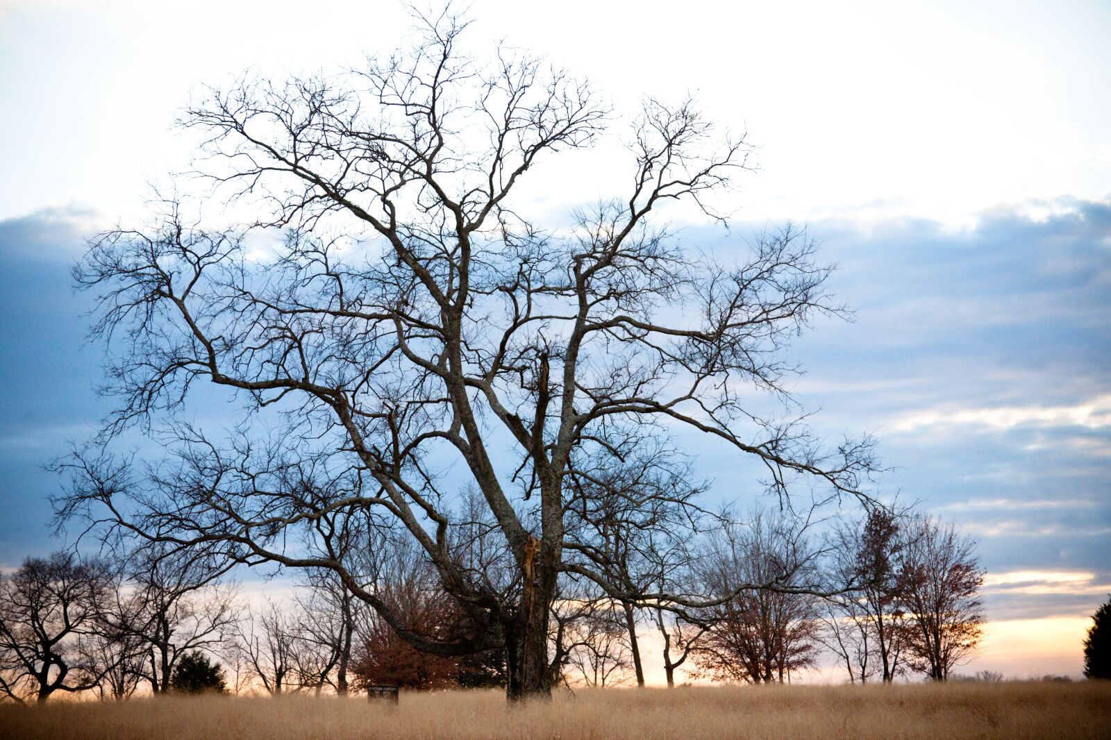 Canon EOS 5D + Canon EF 28-135mm F3.5-5.6 IS USM sample photo. Tree, field, landscape photography