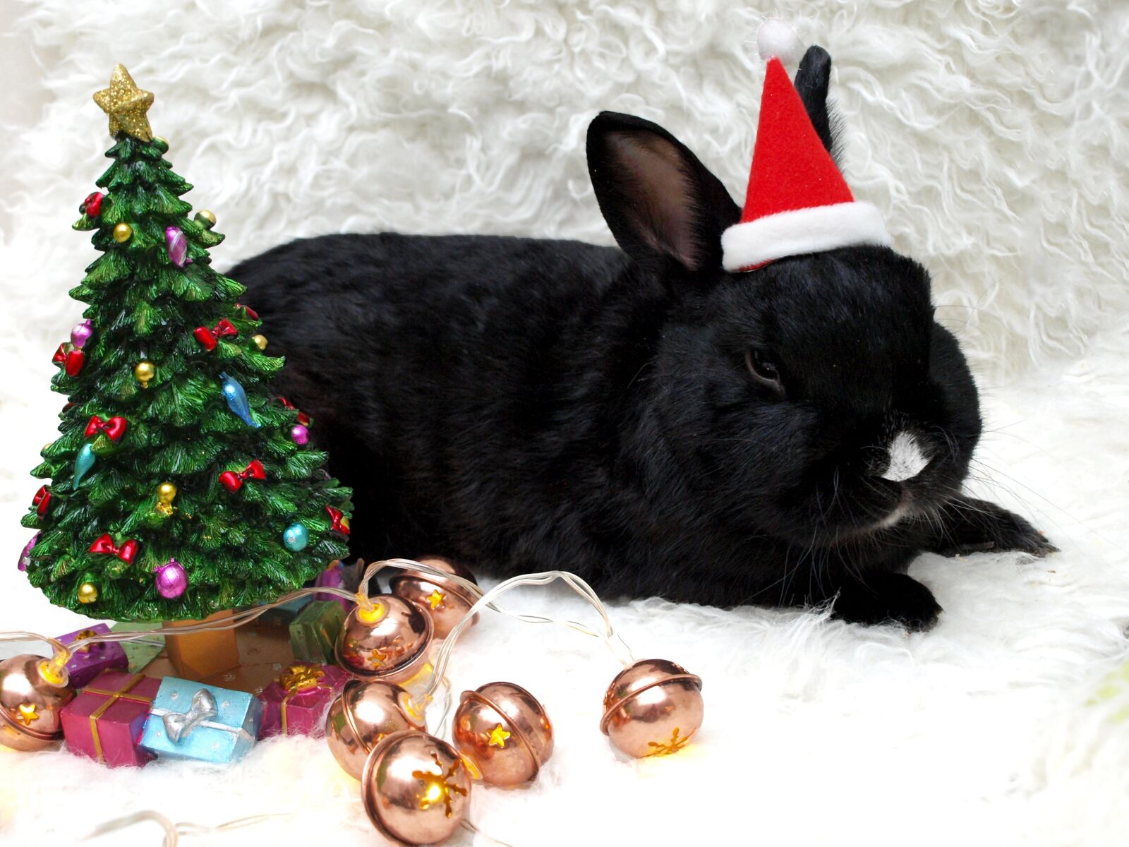 Olympus E-450 (EVOLT E-450) sample photo. Rabbit, hare, munchkins photography