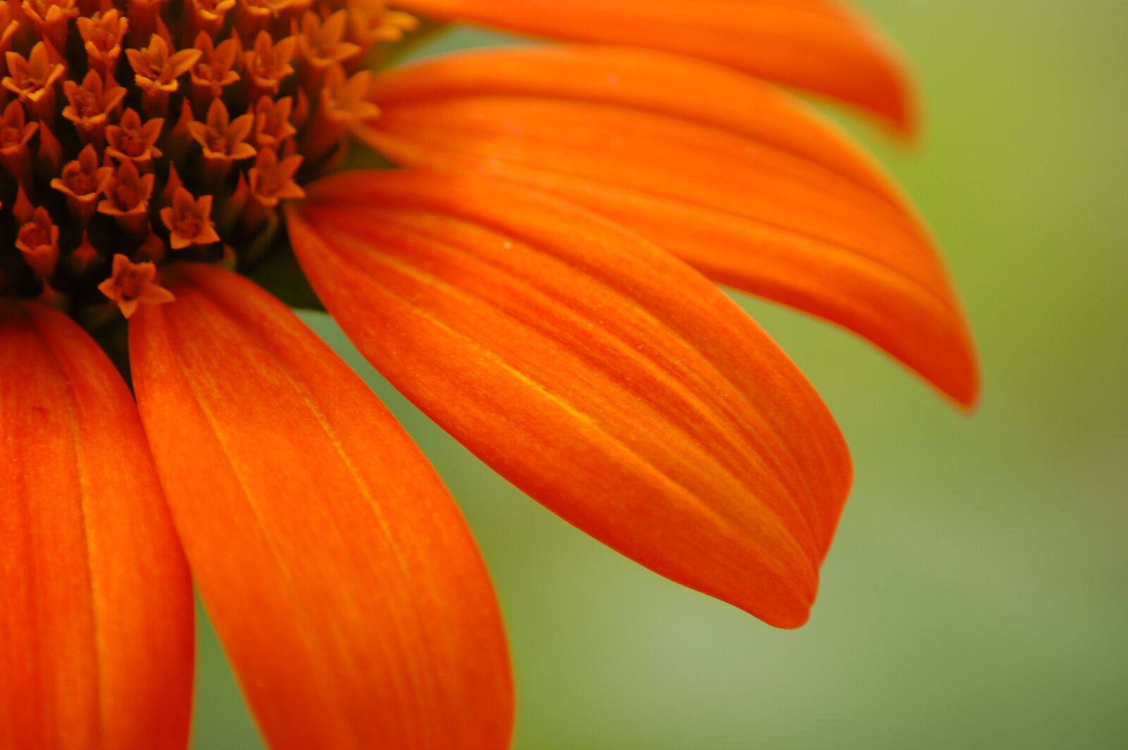 Nikon D40 sample photo. Flower, orange, bloom photography