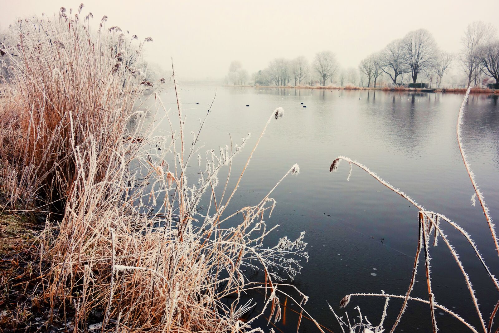 Sony Cyber-shot DSC-RX100 sample photo. Water, river, reeds photography