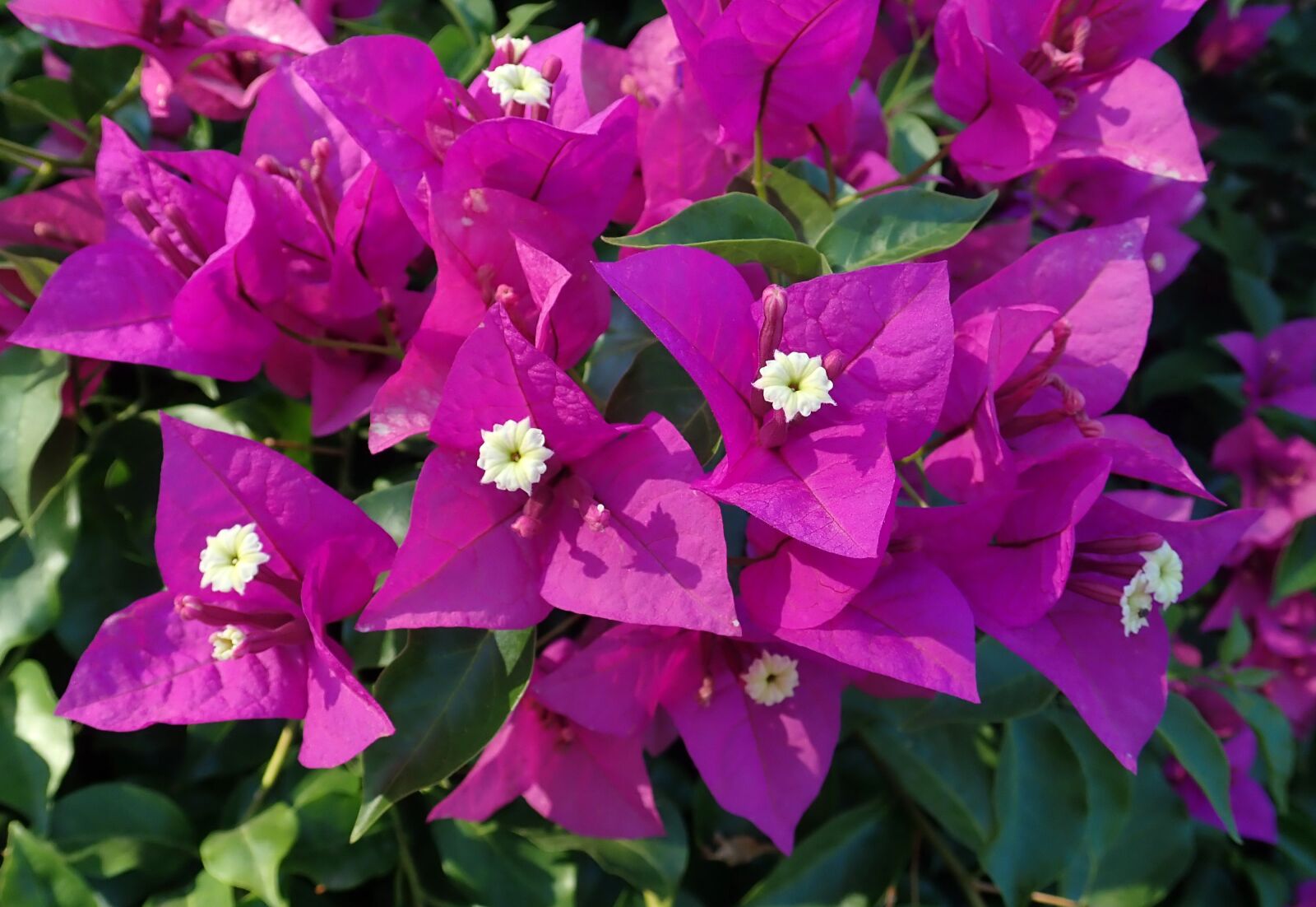 Olympus TG-5 sample photo. Flowers, bougainvillea, tropical photography
