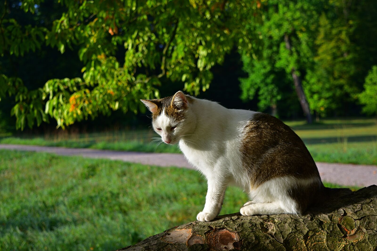 Nikon D5200 sample photo. Nature, cat, park photography