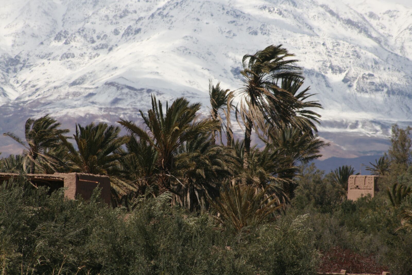 Canon EOS 400D (EOS Digital Rebel XTi / EOS Kiss Digital X) sample photo. Mountain, palms, morocco photography