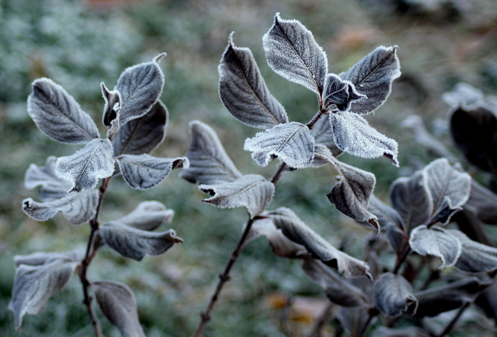 Canon EOS 1200D (EOS Rebel T5 / EOS Kiss X70 / EOS Hi) sample photo. Frost, ground frost, foliage photography