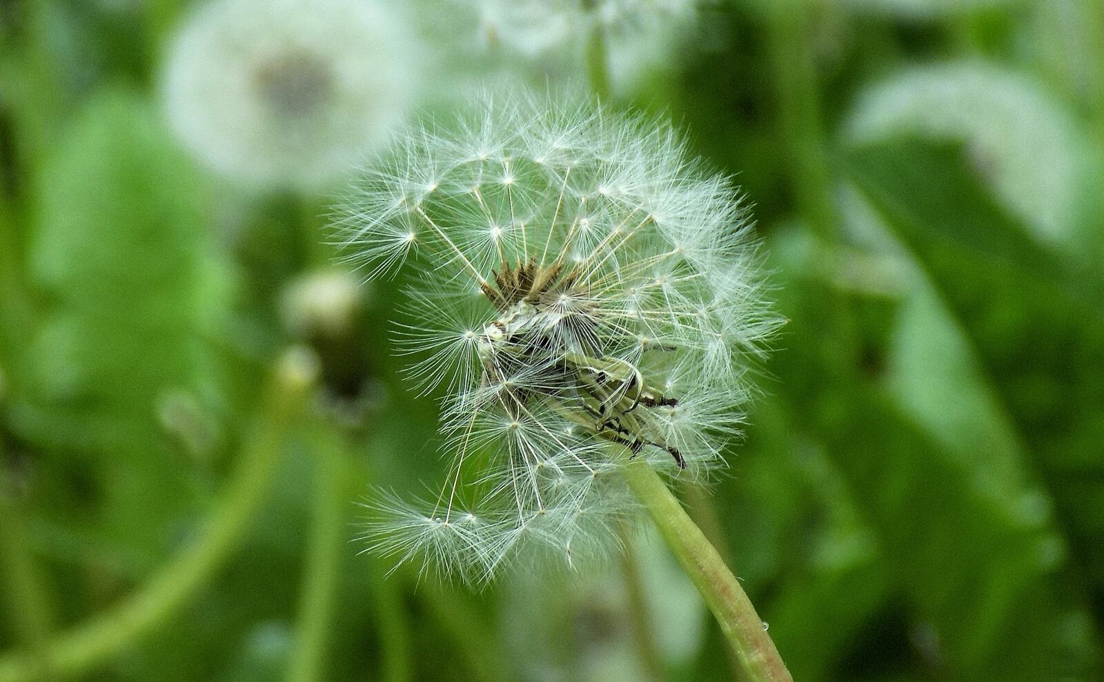 Nikon COOLPIX L330 sample photo. Nature, plant, summer photography