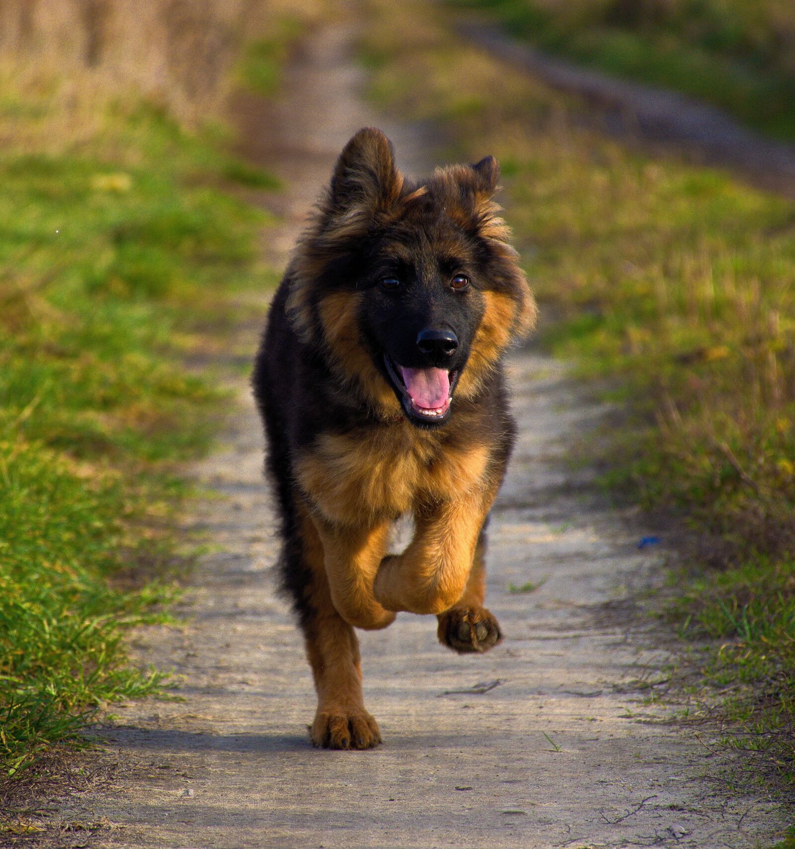 Nikon D7200 sample photo. German shepherd, dog, friend photography