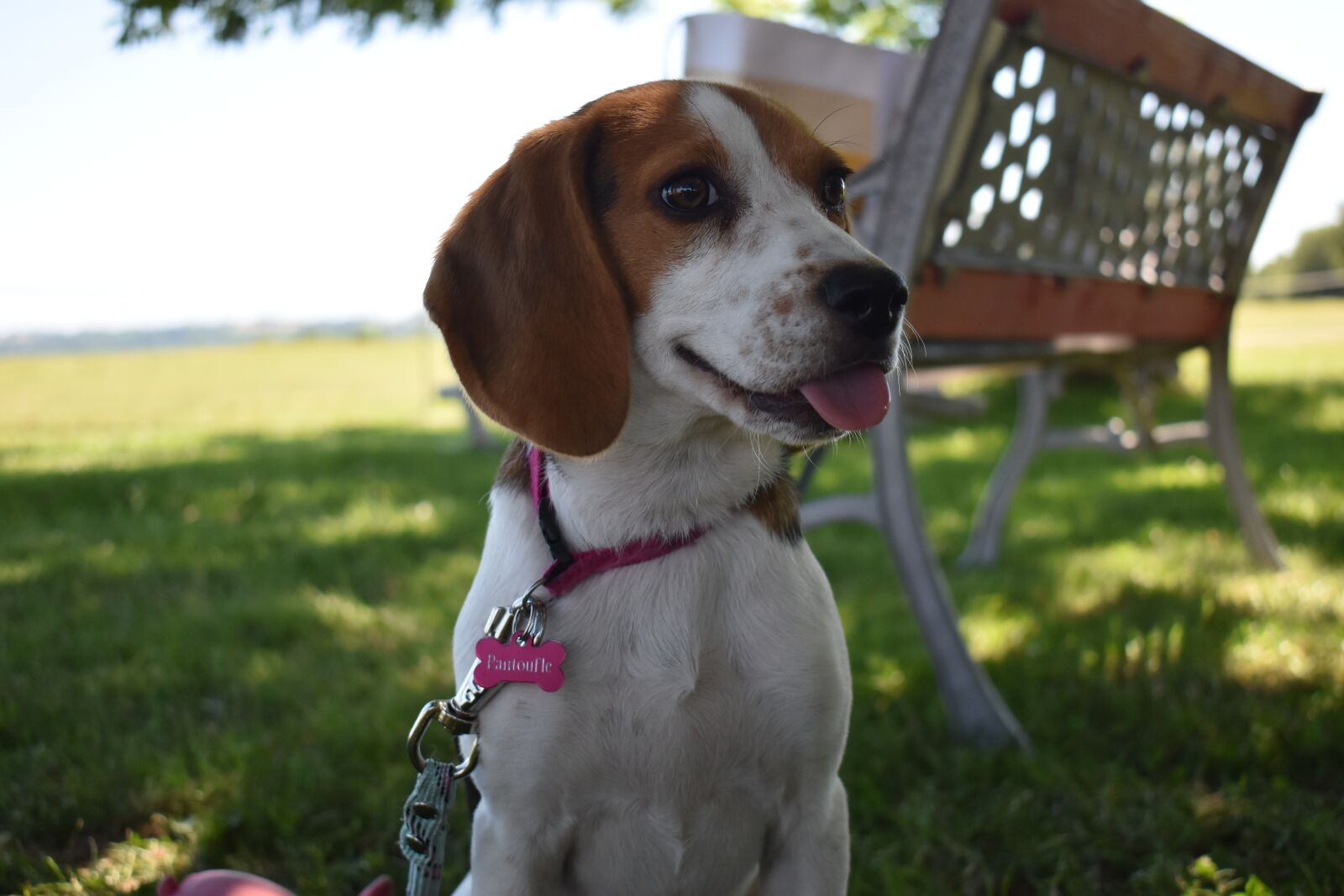 Nikon D5500 sample photo. Dog, cute, adorable photography