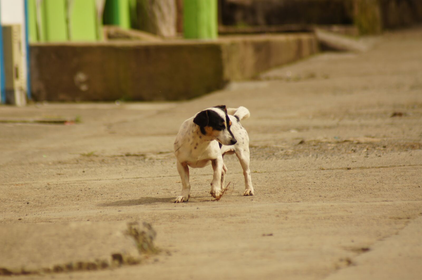 Sony SLT-A55 (SLT-A55V) sample photo. Animals, of the, field photography