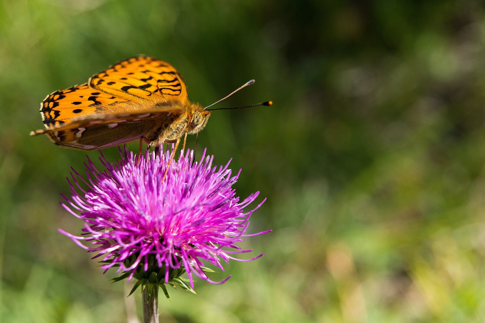 Nikon D7200 sample photo. Butterfly, flower, blossom photography