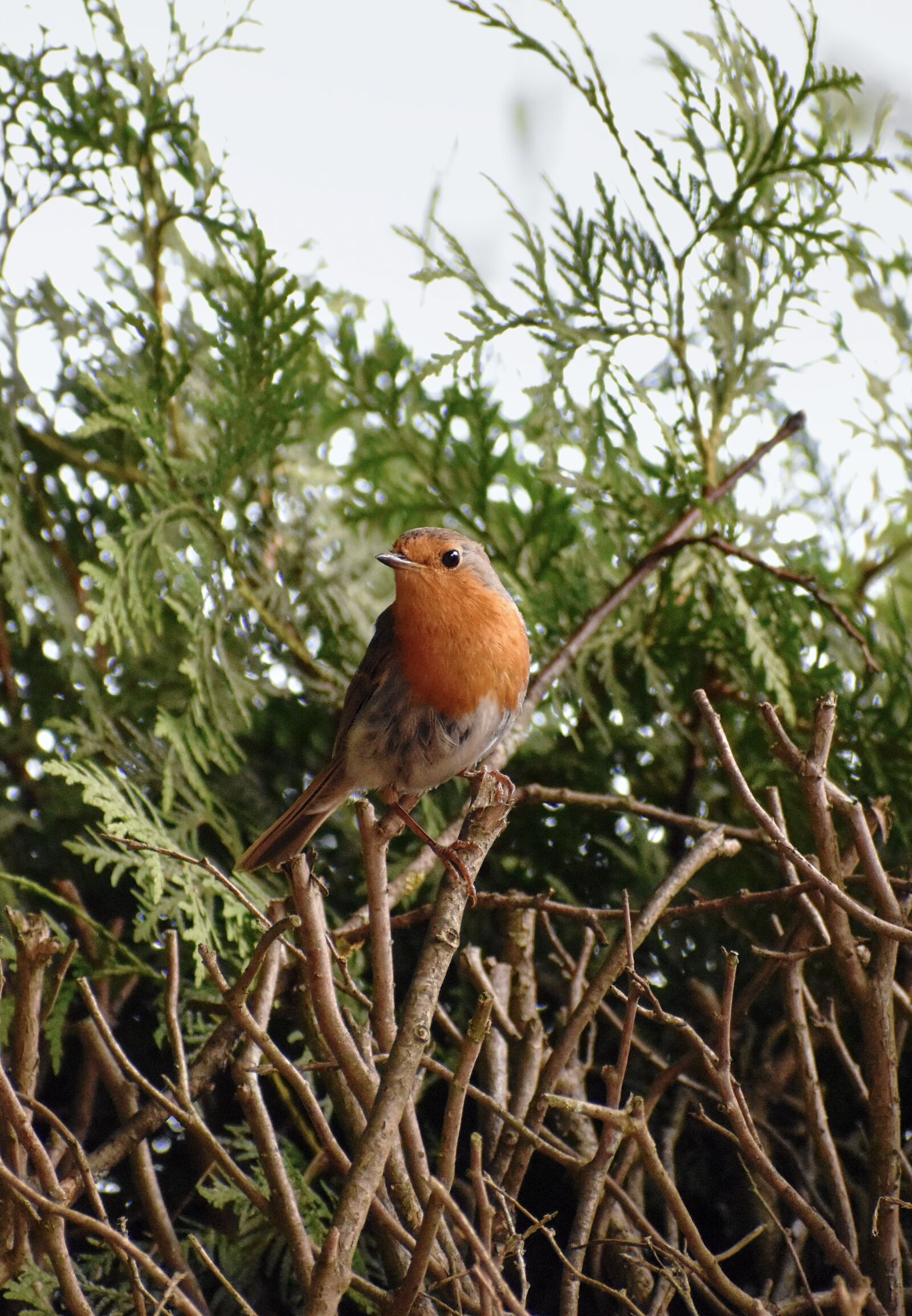 Nikon D3500 sample photo. Robin, old world flycatcher photography