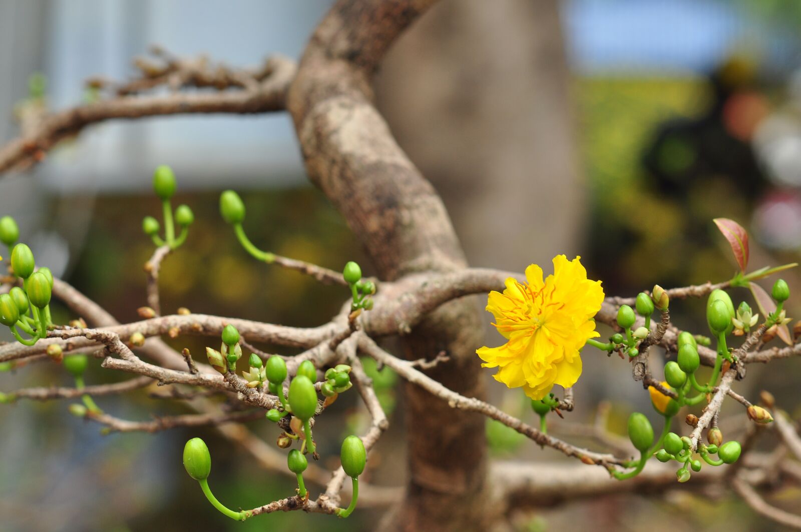 Nikon D90 sample photo. Grass, floral, flower photography