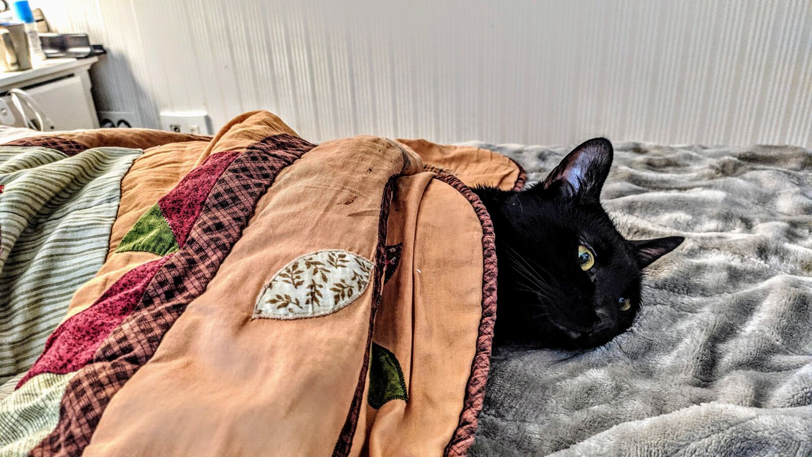 Xiaomi Redmi Note 7 sample photo. Cat, proverbs, cute photography