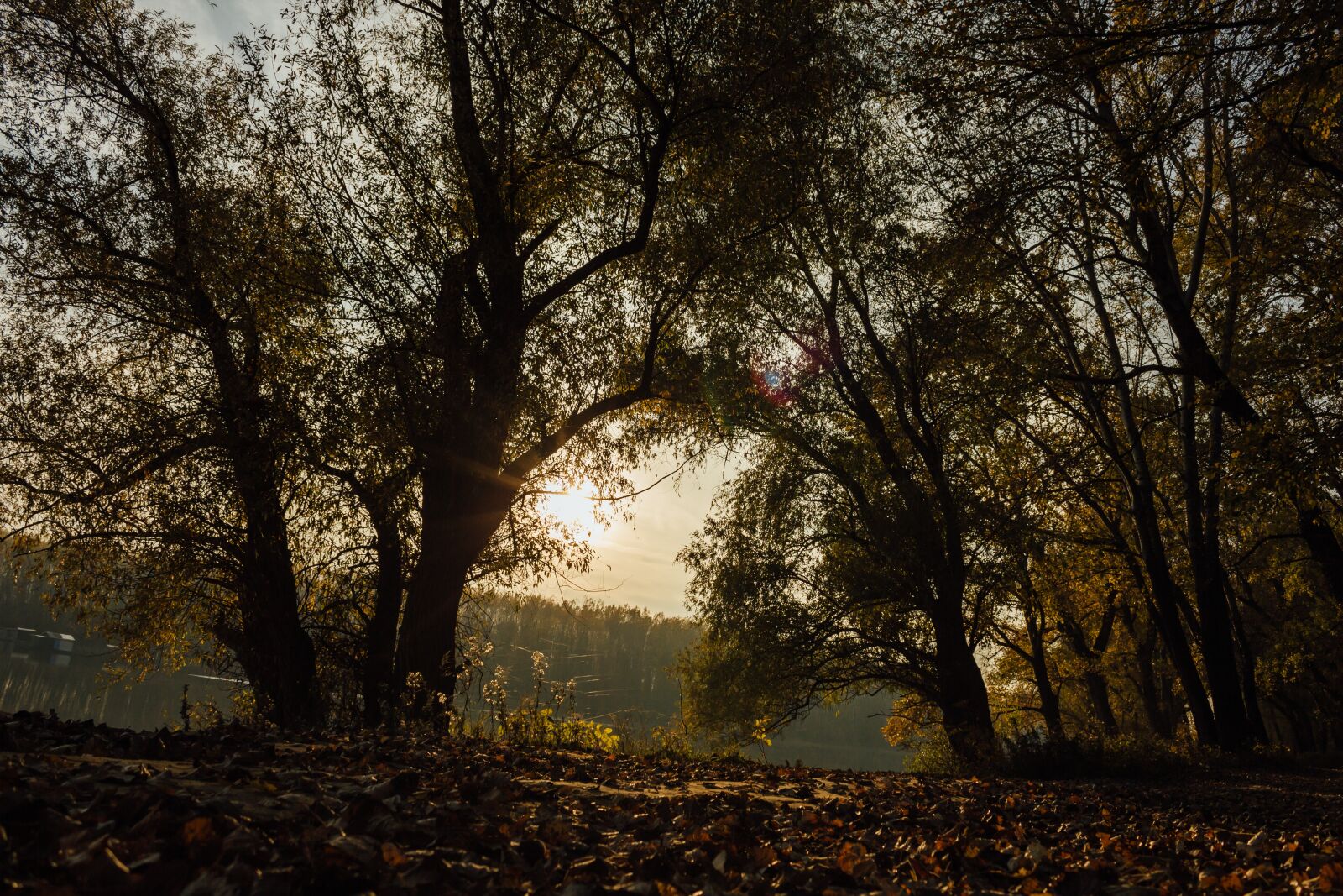 Canon EF-S 18-55mm F3.5-5.6 IS sample photo. Shadow, forest path, darkness photography