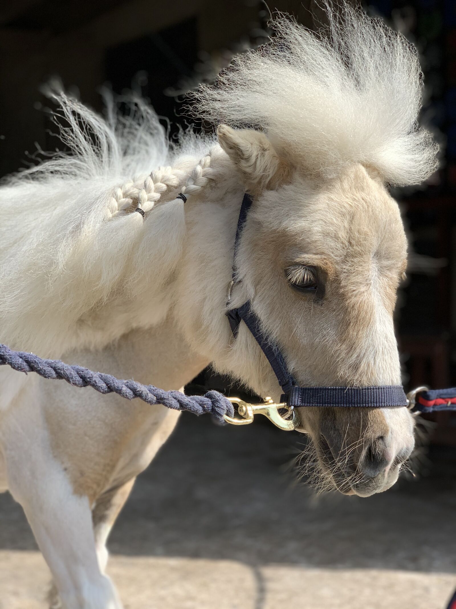 iPhone XS back dual camera 6mm f/2.4 sample photo. Pony, horse, animal photography