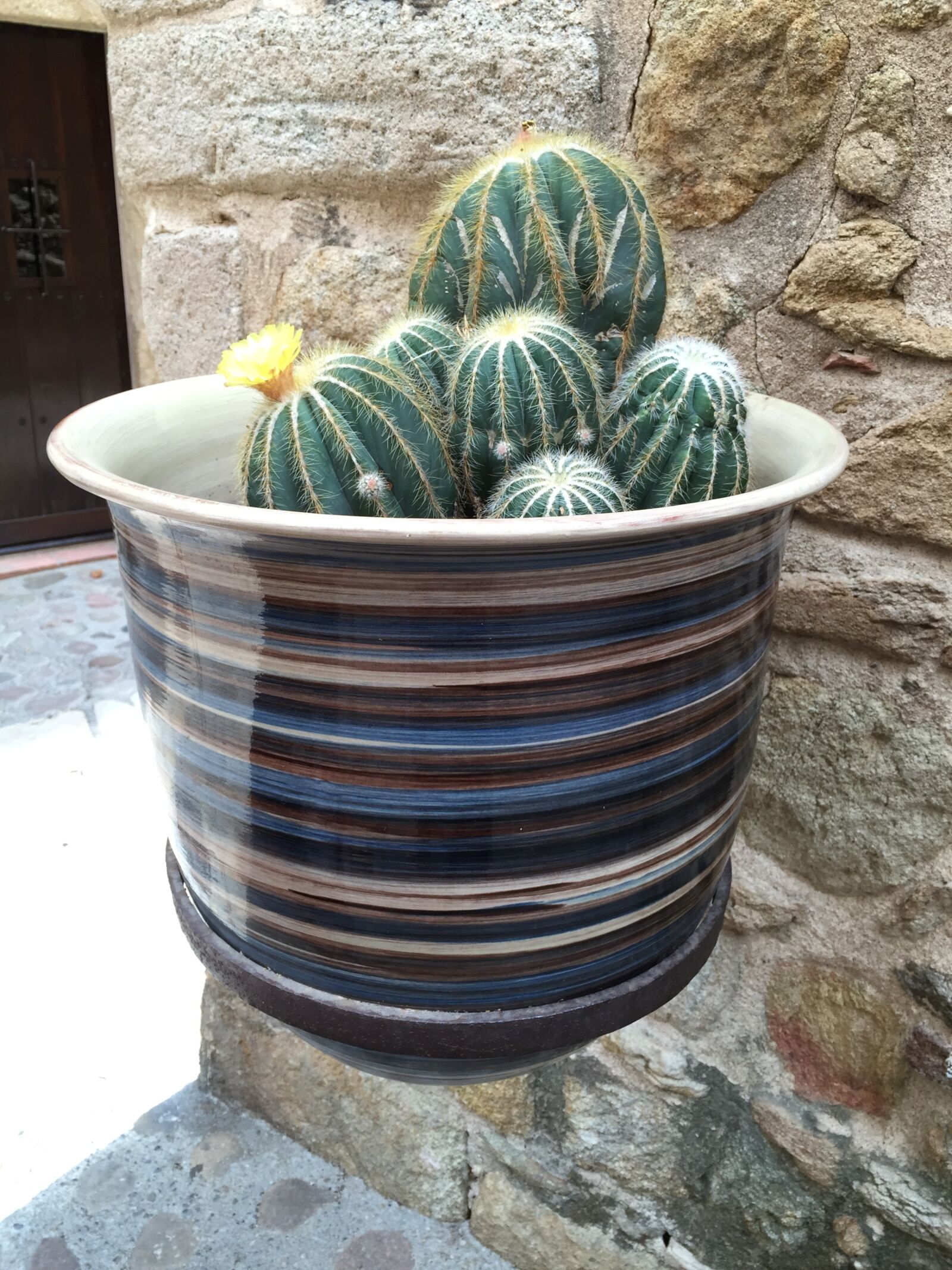 iPhone 6 Plus back camera 4.15mm f/2.2 sample photo. Cactus, pottery, garden photography
