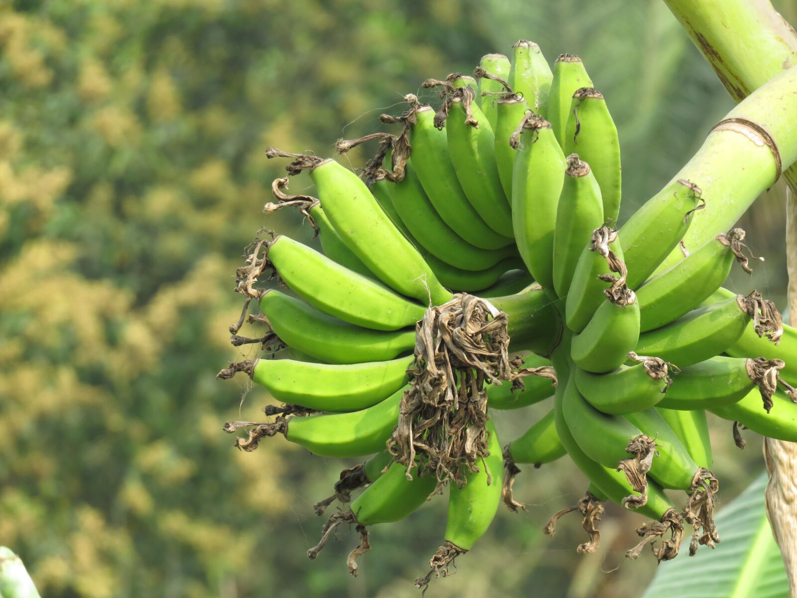 Бананы полузеленые