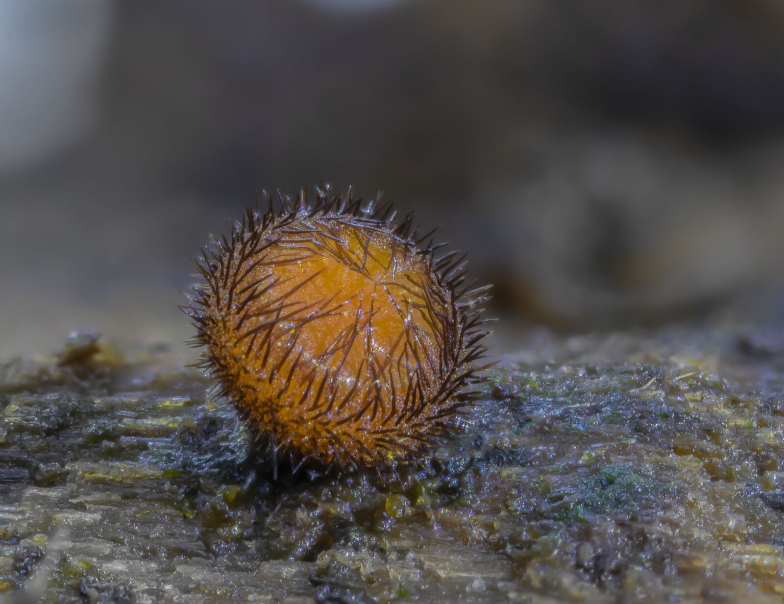 Canon MP-E 65mm F2.5 1-5x Macro Photo sample photo. Eyelash-fungi, micro-fungi, tiny photography