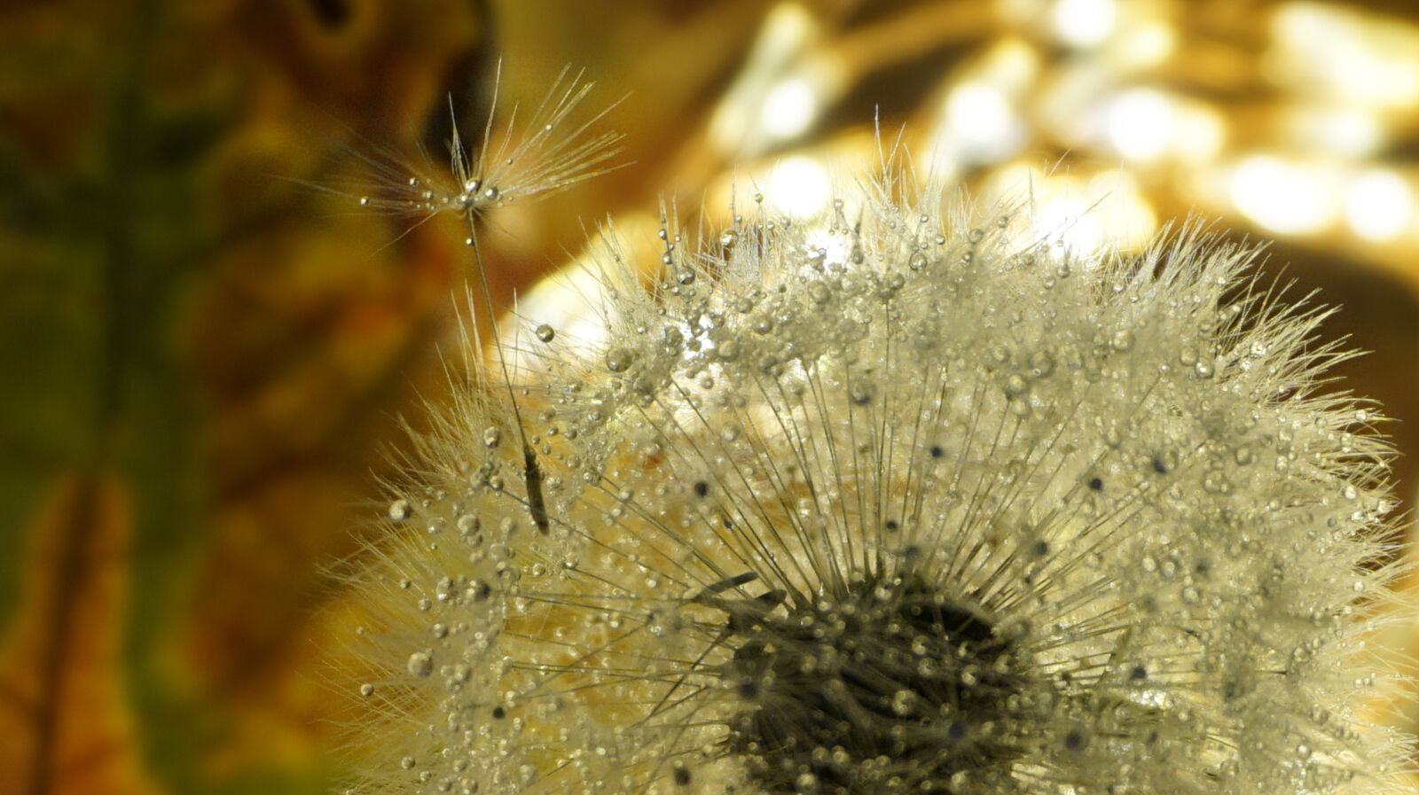 Sony a6000 sample photo. Dandelion, nature, light photography
