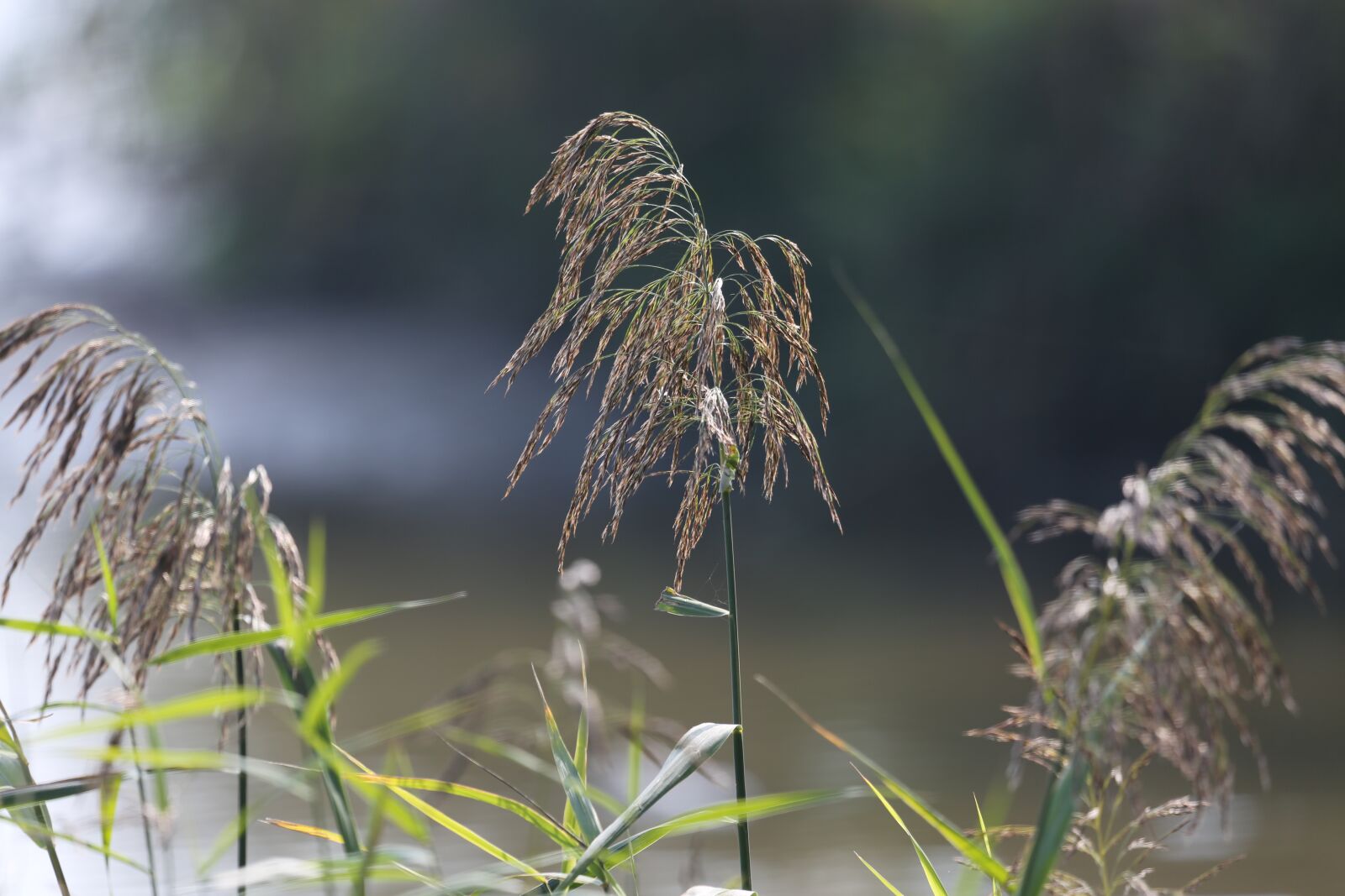 Canon EF 100-400mm F4.5-5.6L IS USM sample photo. Plant, nature, bush photography