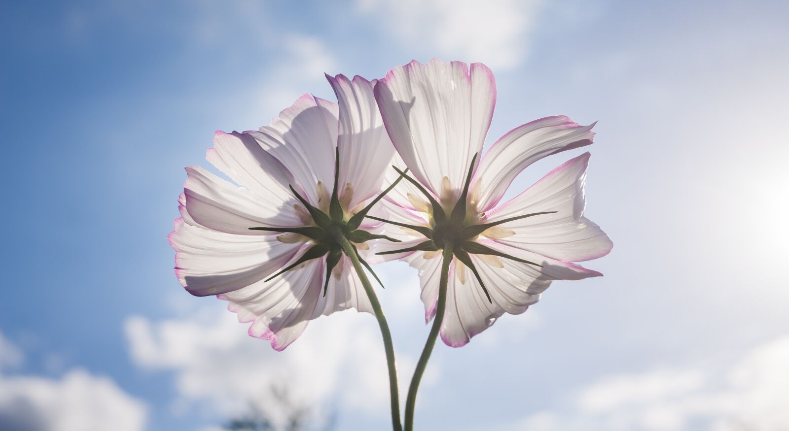 Sony Alpha NEX-5N sample photo. Cosmos, autumn, nature photography