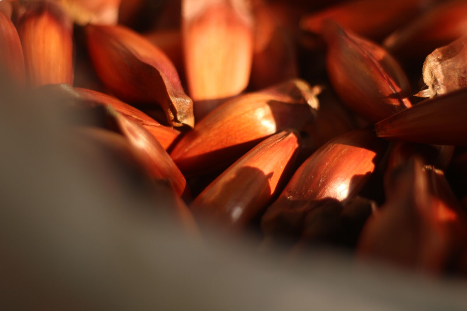 Canon EOS 700D (EOS Rebel T5i / EOS Kiss X7i) + Canon EF 50mm F1.8 STM sample photo. Araucaria, background, brazil photography