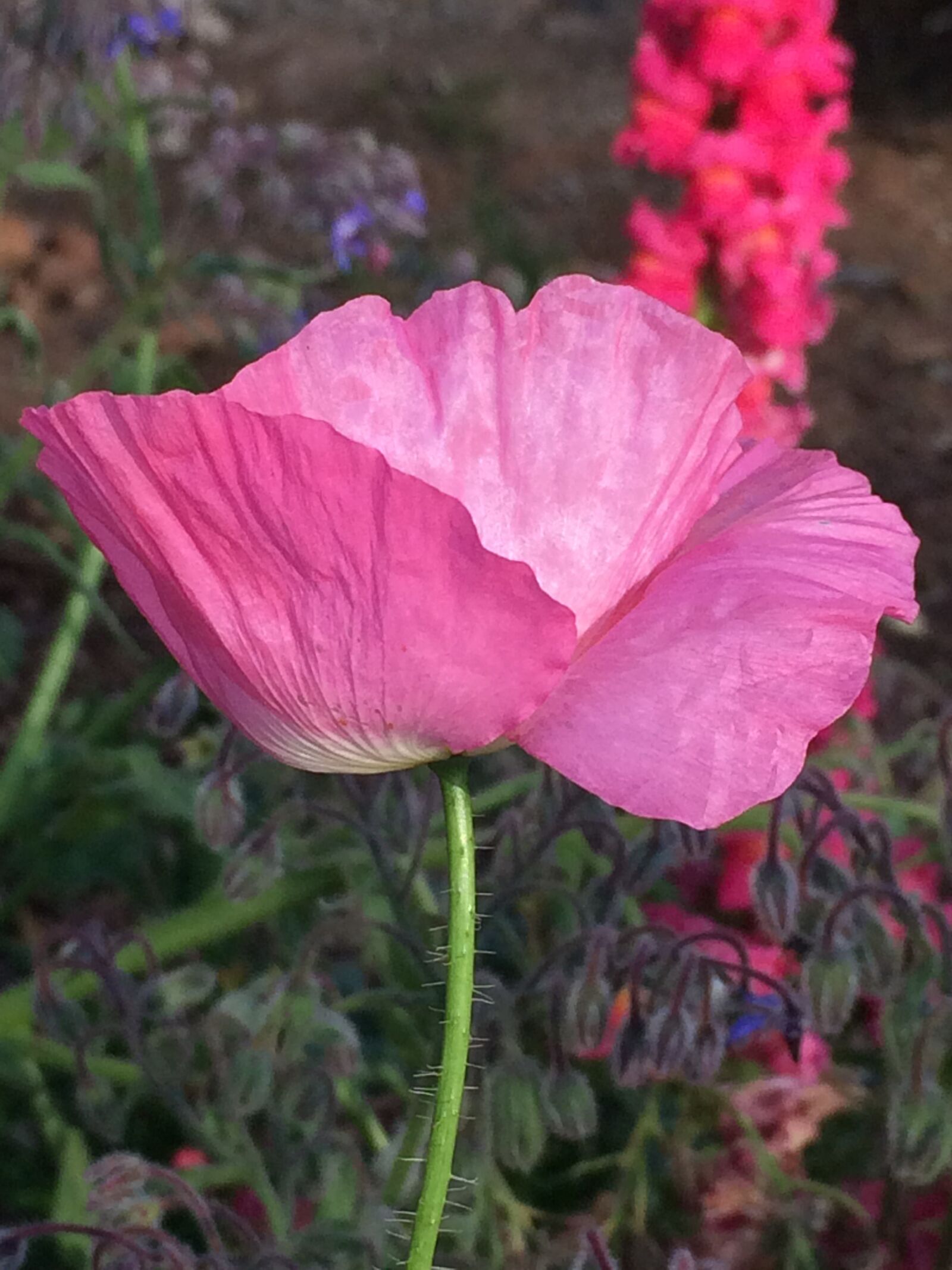 Apple iPhone 5s sample photo. Pink poppy, poppy, flower photography