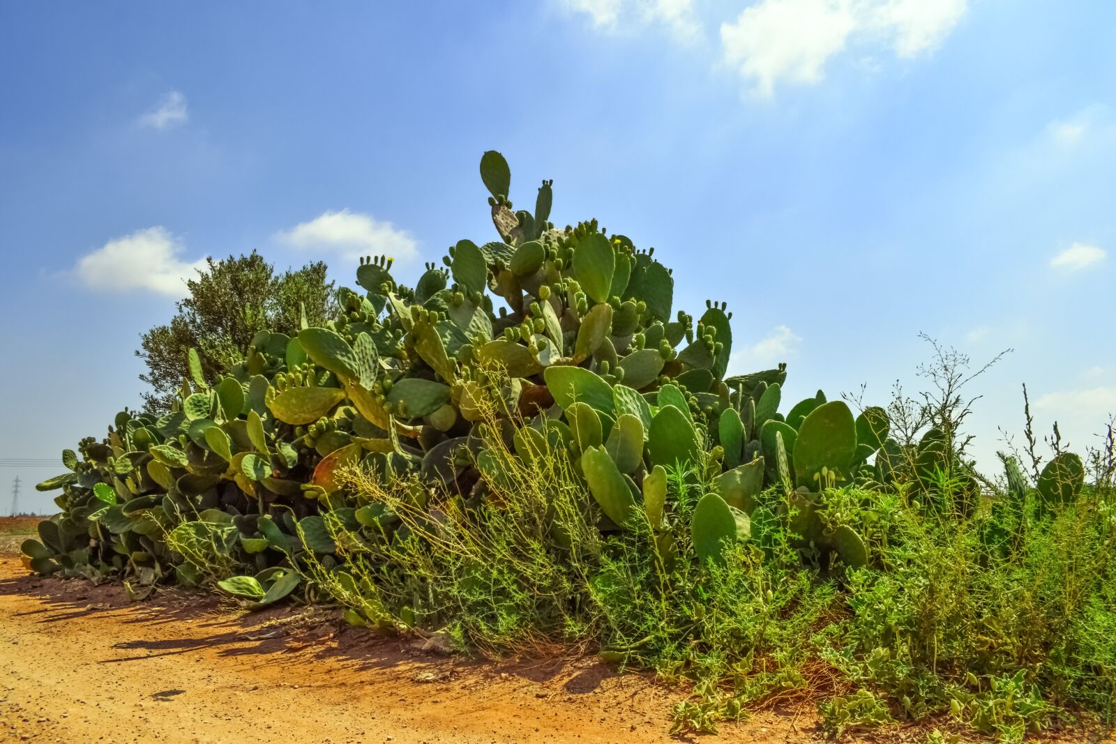 Nikon D3300 sample photo. Prickly pear, plant, cactus photography