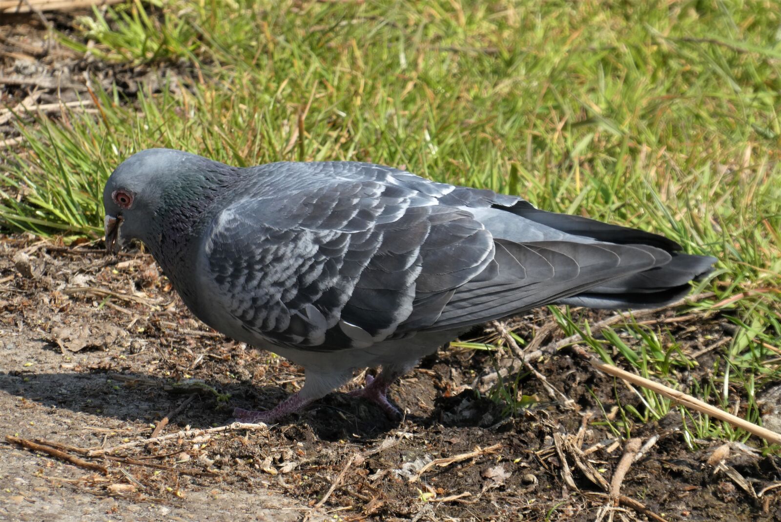 Panasonic Lumix DC-ZS70 (Lumix DC-TZ90) sample photo. Pigeon, birds, plumage photography