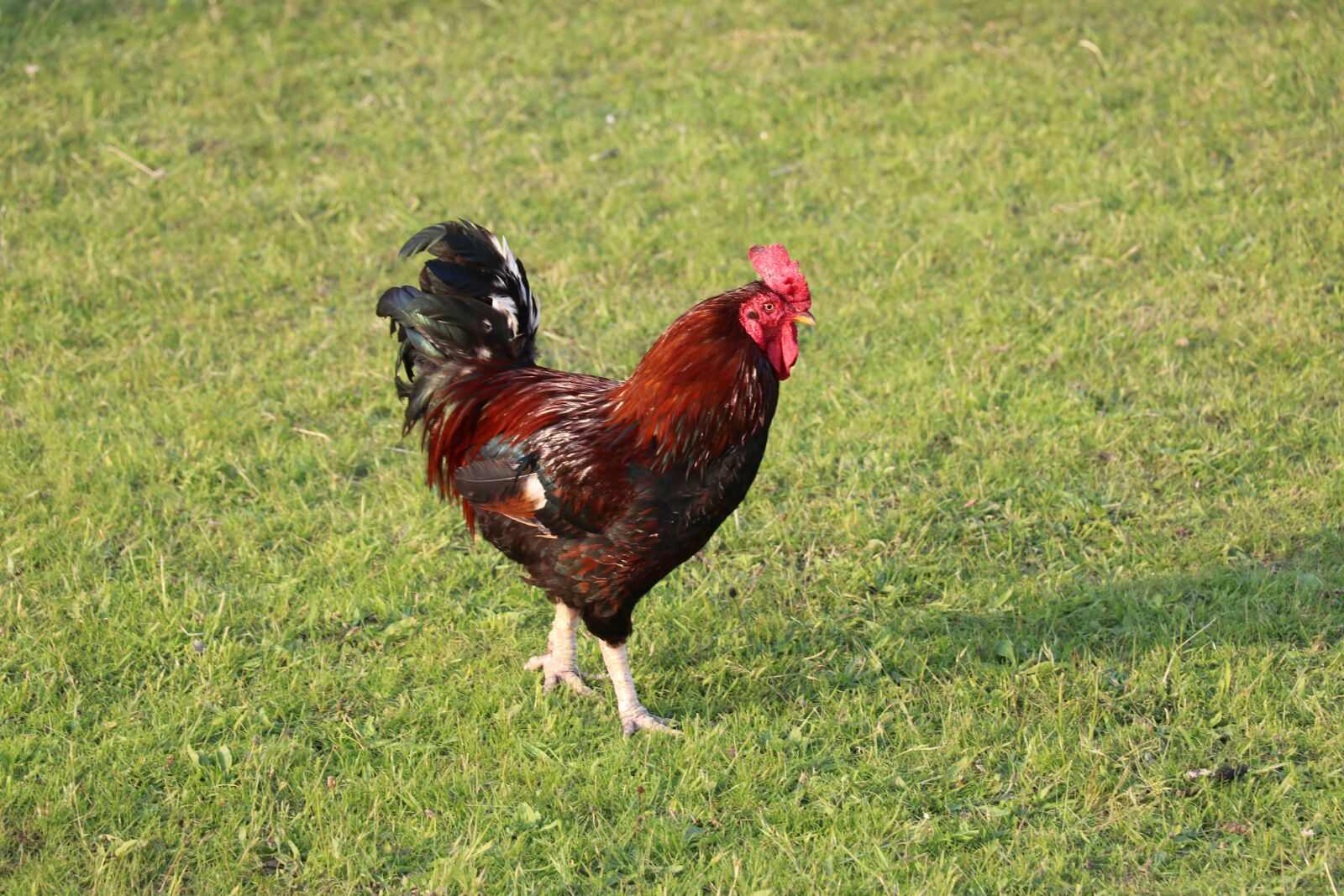 Canon EF-S 18-135mm F3.5-5.6 IS USM sample photo. Hahn, rooster, pride photography