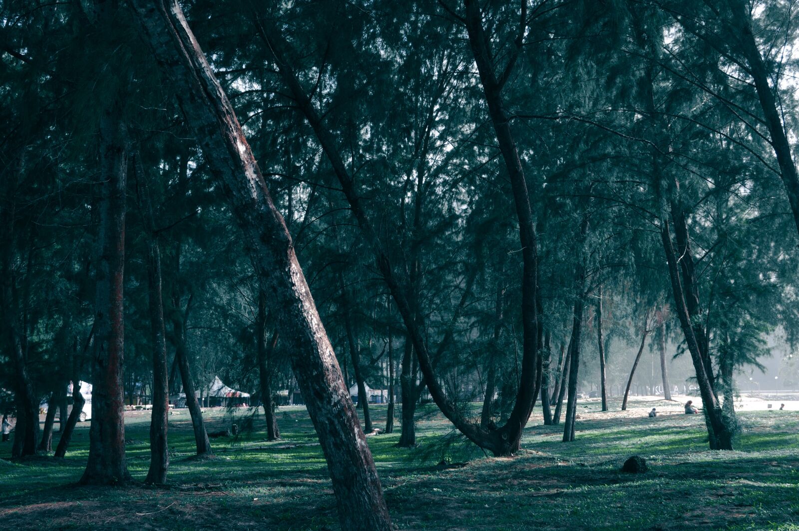 Nikon D5000 sample photo. Forest, dark, green photography