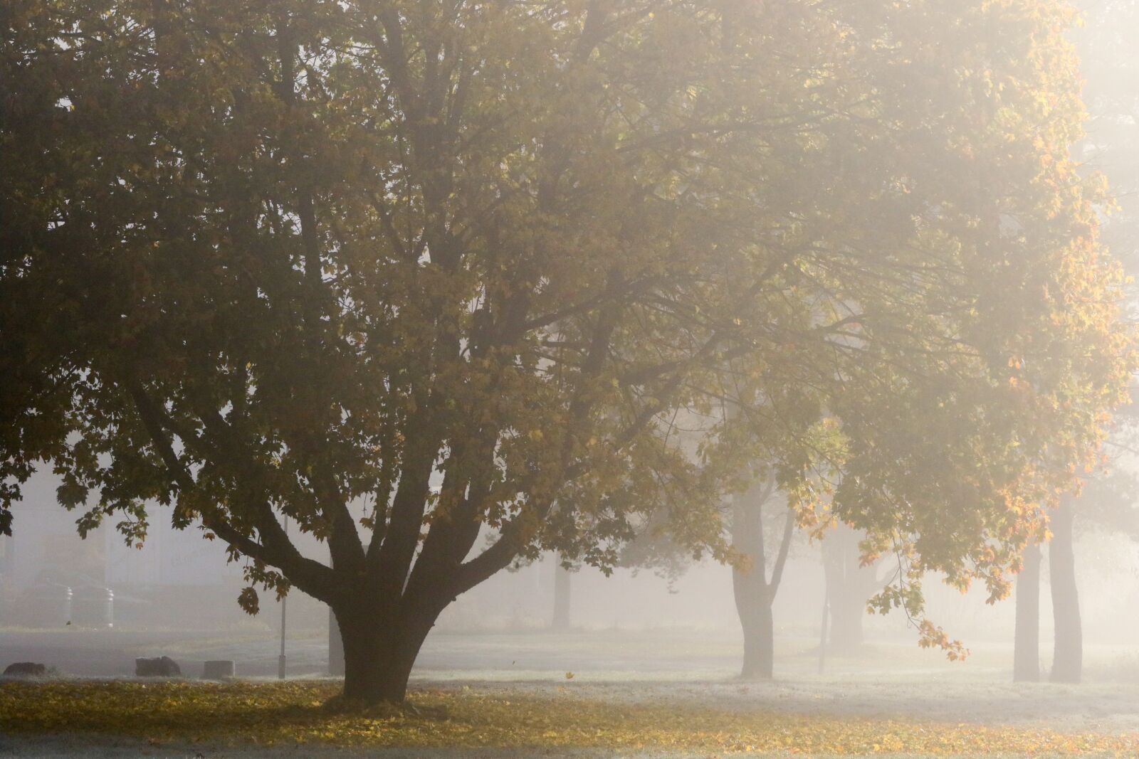 Canon EOS 7D Mark II sample photo. Landscape, autumn, fall photography