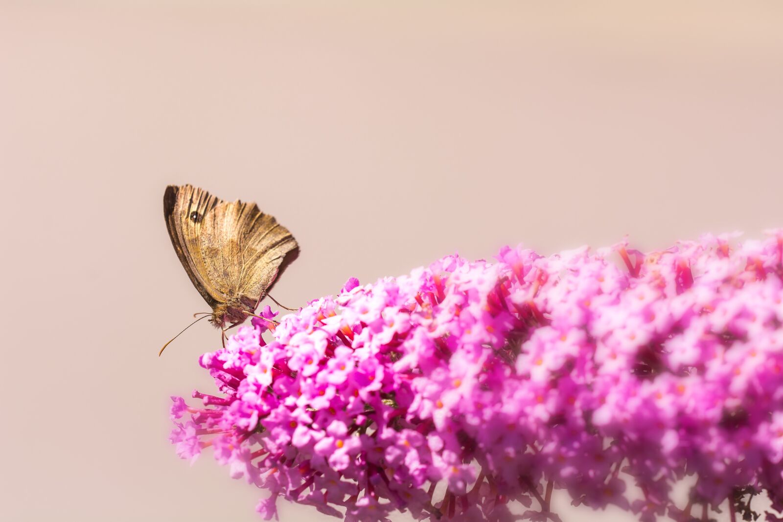 Nikon D7100 sample photo. Lilac, summer lilac, pink photography